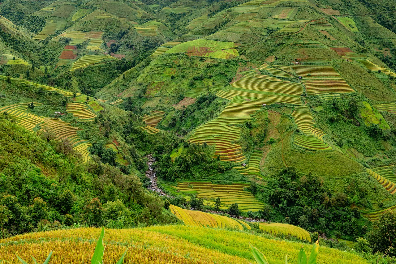 terraces, rice terraces, rice paddies-5568679.jpg